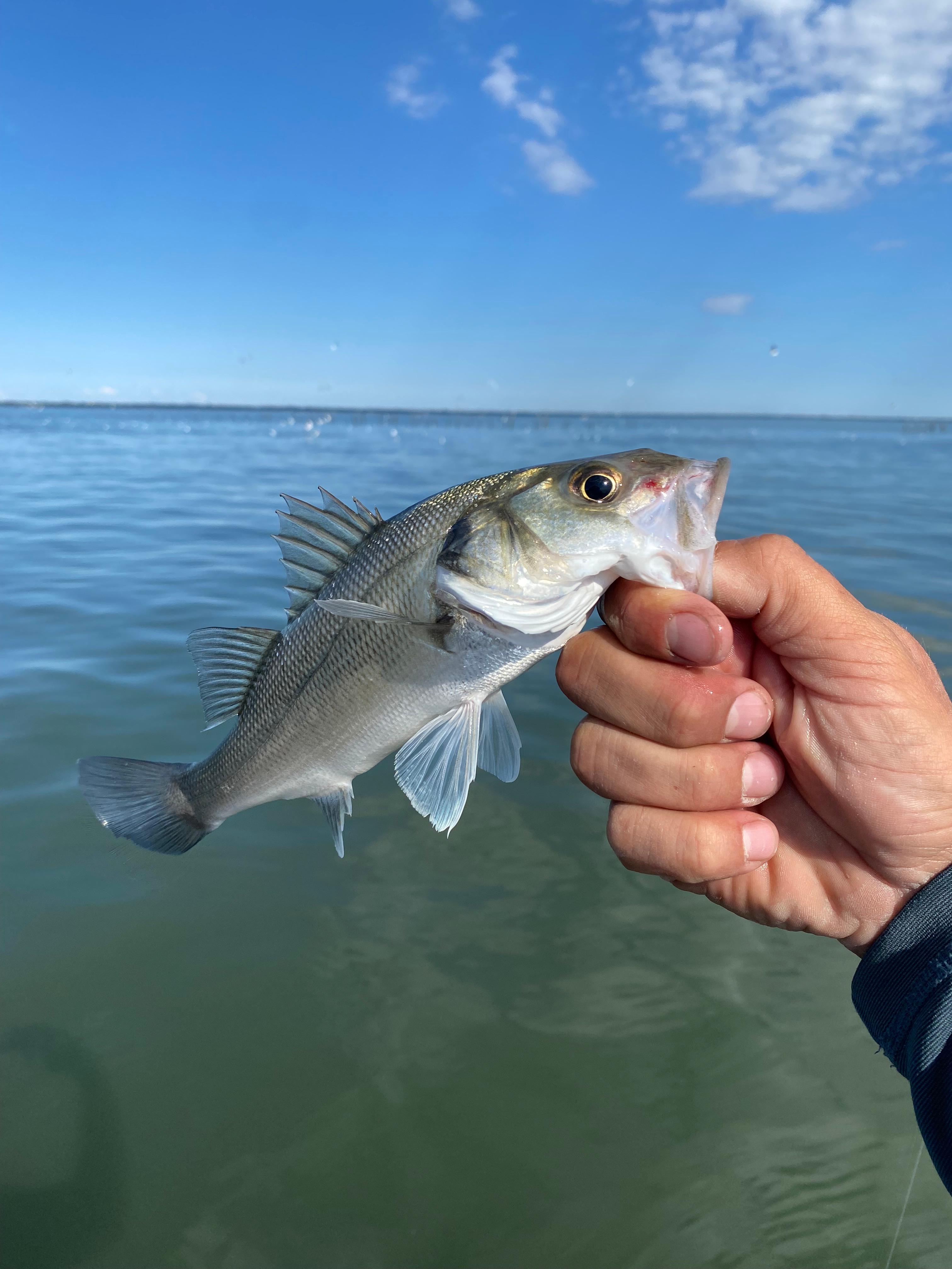 Prise du jour Wayeau Fishing