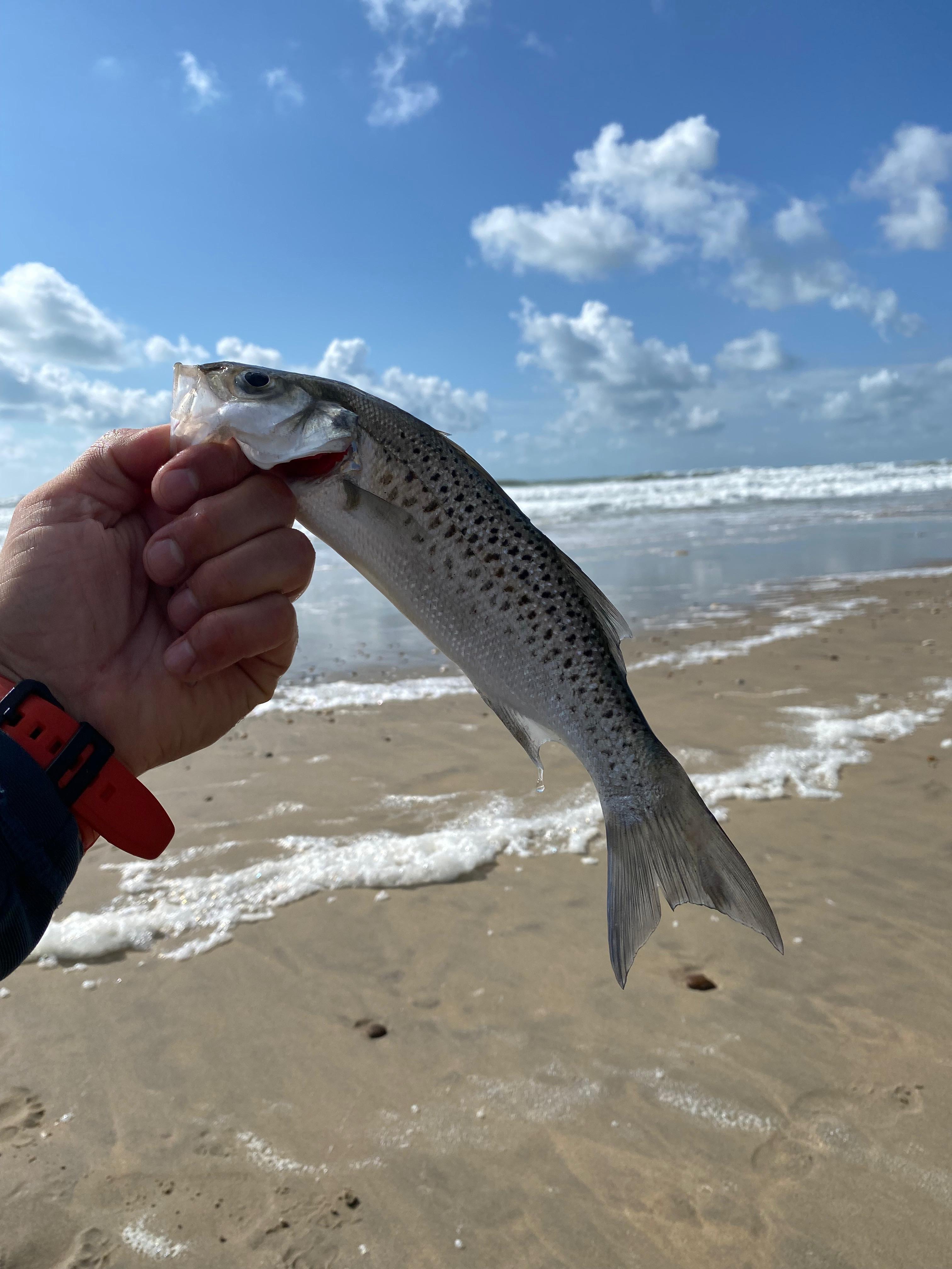 Pêche côte atlantique